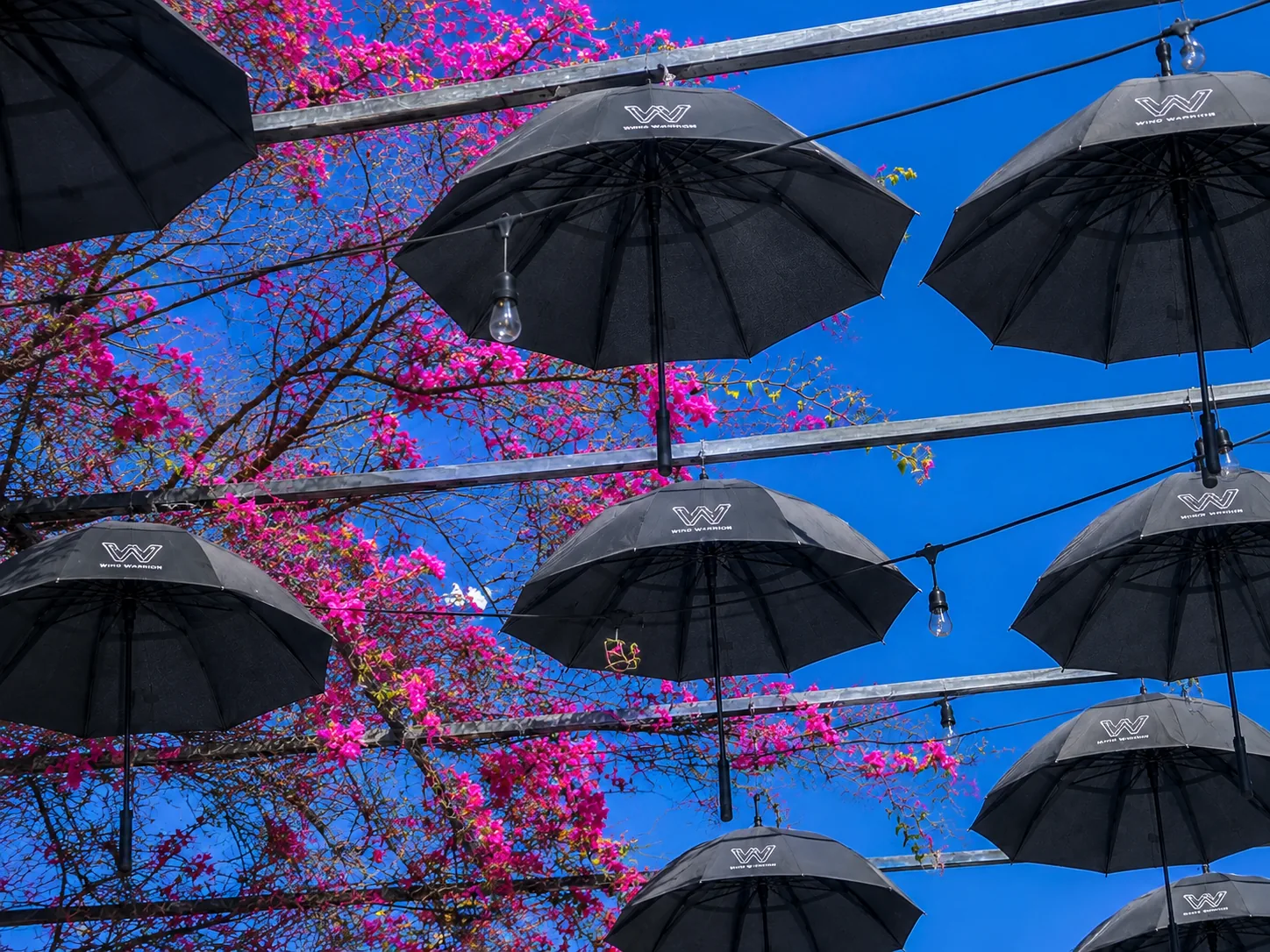 Wind Warrior umbrellas displayed above a city street